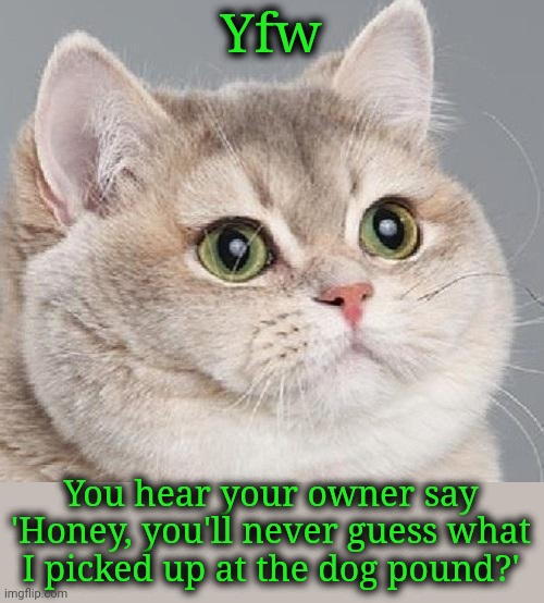 breathing intensifies | Yfw; You hear your owner say 'Honey, you'll never guess what I picked up at the dog pound?' | image tagged in breathing intensifies,cats and dogs living together | made w/ Imgflip meme maker