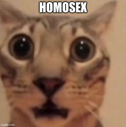 real!1!1!11! | HOMOSEX | image tagged in flabbergasted cat | made w/ Imgflip meme maker