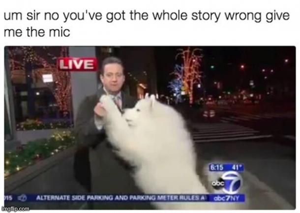 image tagged in memes,funny,dogs | made w/ Imgflip meme maker