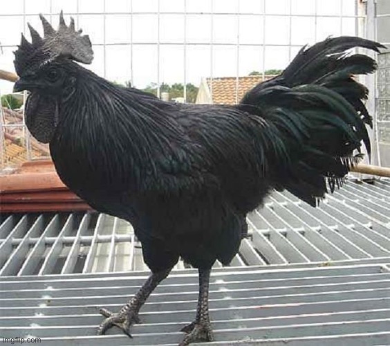 black cock | image tagged in black cock | made w/ Imgflip meme maker