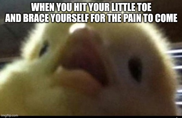 WHEN YOU HIT YOUR LITTLE TOE AND BRACE YOURSELF FOR THE PAIN TO COME | image tagged in toe,chicken,chickens,memes,funny memes,meme | made w/ Imgflip meme maker