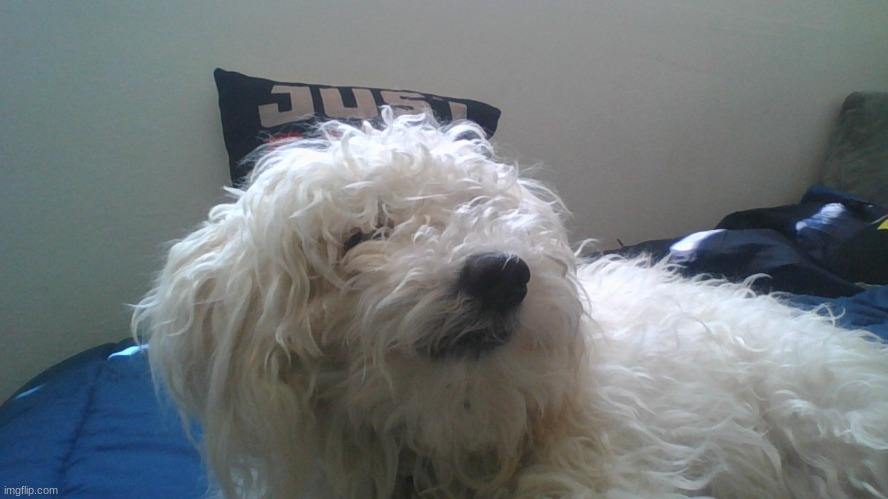 dog reveal | made w/ Imgflip meme maker