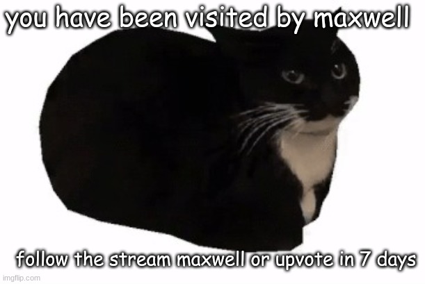 (Type the title mods. -Creator) | you have been visited by maxwell; follow the stream maxwell or upvote in 7 days | image tagged in maxwell the cat | made w/ Imgflip meme maker
