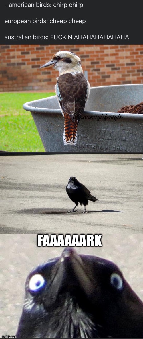 Australian birds | FAAAAAARK | image tagged in insanity crow,faark,meanwhile in australia,australia,birds,kookaburra | made w/ Imgflip meme maker