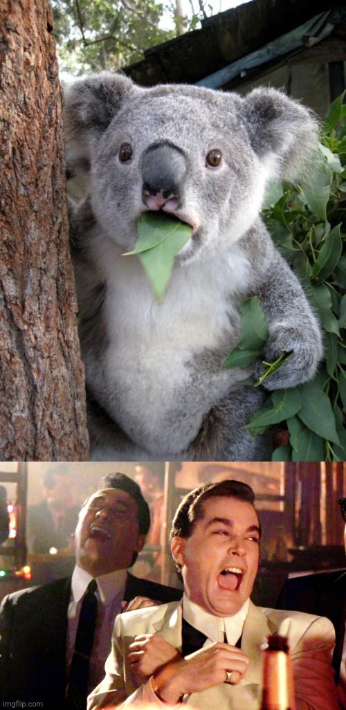 image tagged in memes,surprised koala,good fellas hilarious | made w/ Imgflip meme maker