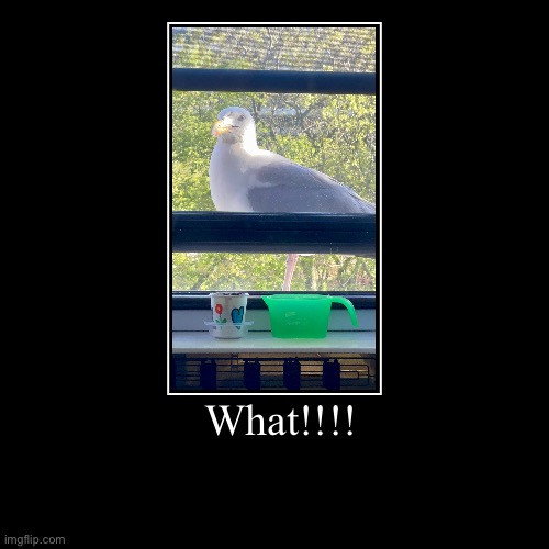 What!! | What!!!! | | image tagged in funny,demotivationals | made w/ Imgflip demotivational maker