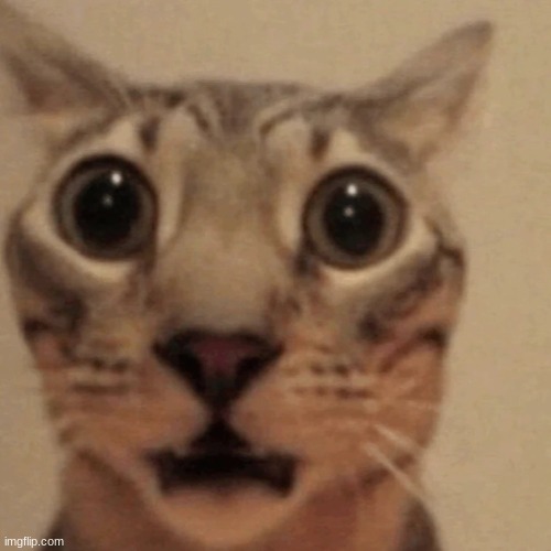 flabbergasted cat | image tagged in flabbergasted cat | made w/ Imgflip meme maker