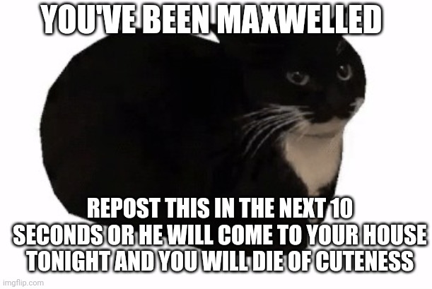 maxwell the cat | YOU'VE BEEN MAXWELLED; REPOST THIS IN THE NEXT 10 SECONDS OR HE WILL COME TO YOUR HOUSE TONIGHT AND YOU WILL DIE OF CUTENESS | image tagged in maxwell the cat | made w/ Imgflip meme maker