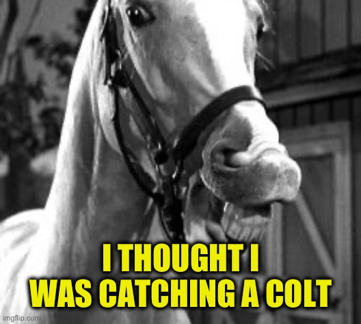 mr. ed | I THOUGHT I WAS CATCHING A COLT | image tagged in mr ed | made w/ Imgflip meme maker