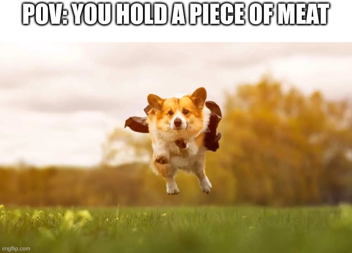 No. No no, no, no, no no NOOOOOOOO | POV: YOU HOLD A PIECE OF MEAT | image tagged in corgis go crazy,dogs,funny,wholesome,memes,relatable | made w/ Imgflip meme maker