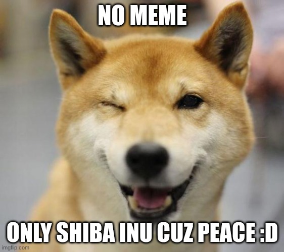 shiba :D (Gman note: mmm yummy) | NO MEME; ONLY SHIBA INU CUZ PEACE :D | image tagged in shiba winking | made w/ Imgflip meme maker