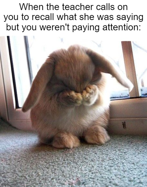 insert random DOAWK page | When the teacher calls on you to recall what she was saying but you weren't paying attention: | image tagged in embarrassed bunny | made w/ Imgflip meme maker