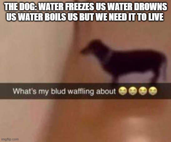 What's my blud waffling about | THE DOG: WATER FREEZES US WATER DROWNS US WATER BOILS US BUT WE NEED IT TO LIVE | image tagged in what's my blud waffling about | made w/ Imgflip meme maker