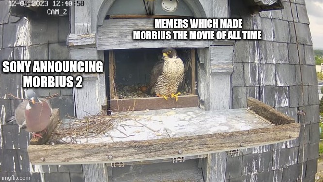 Stupid dove confused falcon | MEMERS WHICH MADE MORBIUS THE MOVIE OF ALL TIME; SONY ANNOUNCING MORBIUS 2 | image tagged in stupid dove confused falcon | made w/ Imgflip meme maker