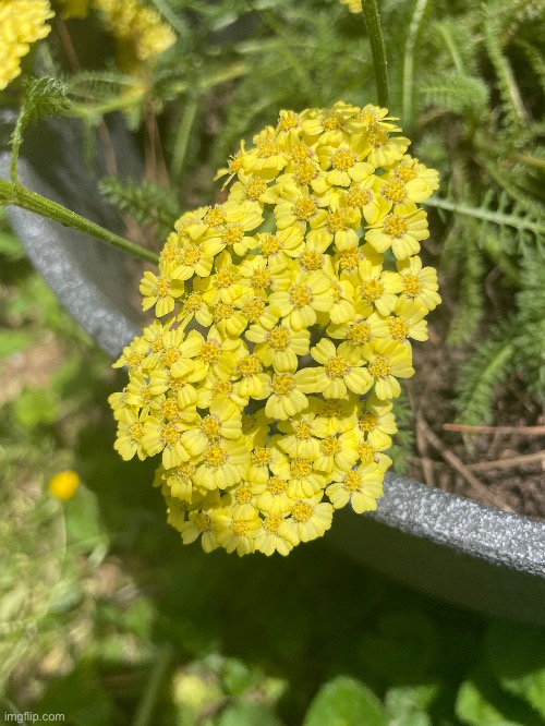 My mom is growing Yarrow | image tagged in yarrow,flowers,photos,photography | made w/ Imgflip meme maker