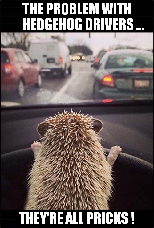 Get Off The Road ! | THE PROBLEM WITH
     HEDGEHOG DRIVERS ... THEY'RE ALL PRICKS ! | image tagged in hedgehog,drivers | made w/ Imgflip meme maker