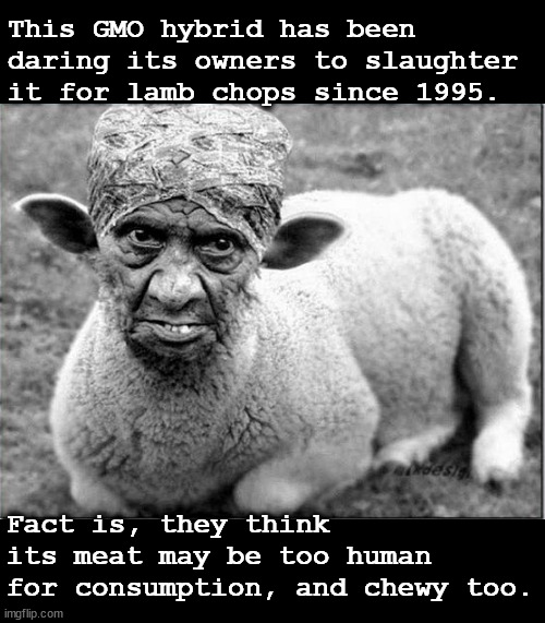 just a tad off | This GMO hybrid has been daring its owners to slaughter it for lamb chops since 1995. Fact is, they think its meat may be too human for consumption, and chewy too. | image tagged in memes,dark humor | made w/ Imgflip meme maker