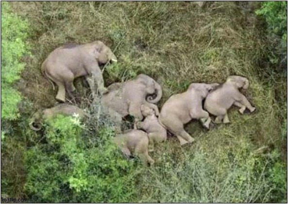 How Elephants Sleep | image tagged in elephants,sleeping | made w/ Imgflip meme maker