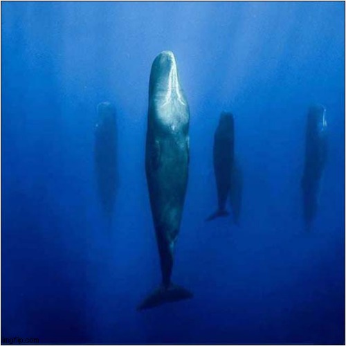 How Whales Sleep | image tagged in whales,sleeping | made w/ Imgflip meme maker