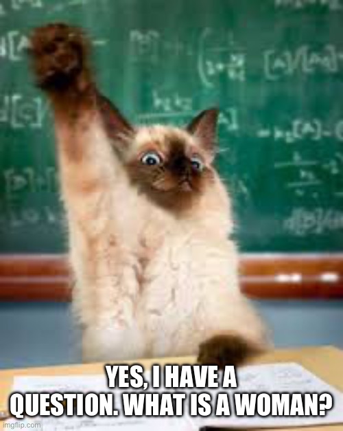 Raised hand cat | YES, I HAVE A QUESTION. WHAT IS A WOMAN? | image tagged in raised hand cat | made w/ Imgflip meme maker