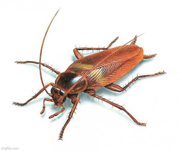 Cockroach | image tagged in cockroach | made w/ Imgflip meme maker