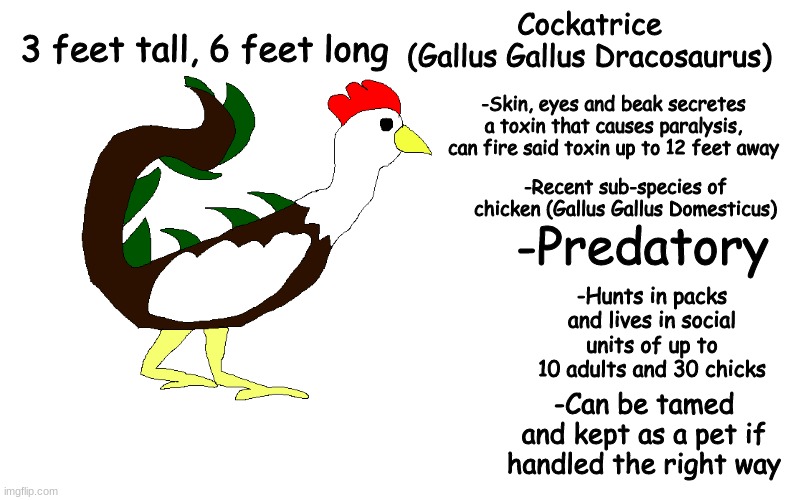the c | 3 feet tall, 6 feet long; Cockatrice
(Gallus Gallus Dracosaurus); -Skin, eyes and beak secretes a toxin that causes paralysis, can fire said toxin up to 12 feet away; -Recent sub-species of chicken (Gallus Gallus Domesticus); -Predatory; -Hunts in packs and lives in social units of up to 10 adults and 30 chicks; -Can be tamed and kept as a pet if handled the right way | made w/ Imgflip meme maker