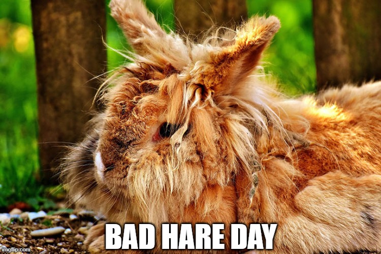 Messy Hair | BAD HARE DAY | image tagged in bunnies | made w/ Imgflip meme maker