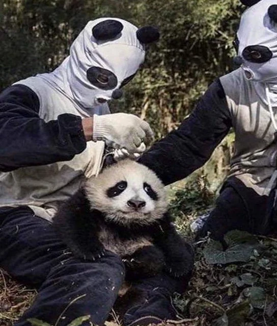 High Quality Panda in danger Blank Meme Template