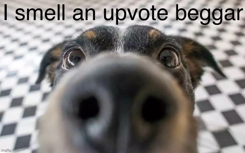 I smell an upvote beggar | image tagged in i smell an upvote beggar | made w/ Imgflip meme maker