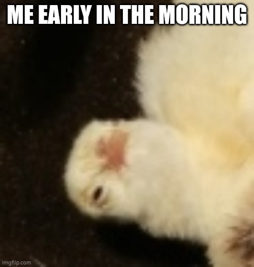 ME EARLY IN THE MORNING | image tagged in memes,meme,fun,chicken | made w/ Imgflip meme maker