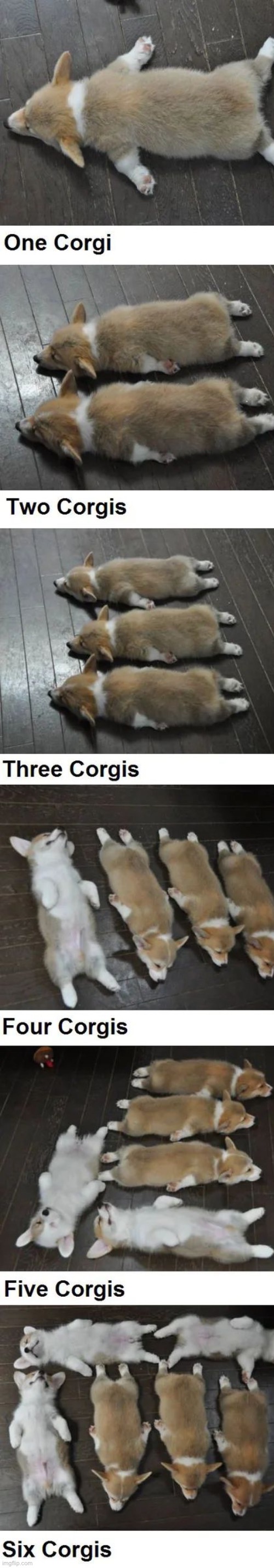 So cute ❤️ | image tagged in memes,funny | made w/ Imgflip meme maker