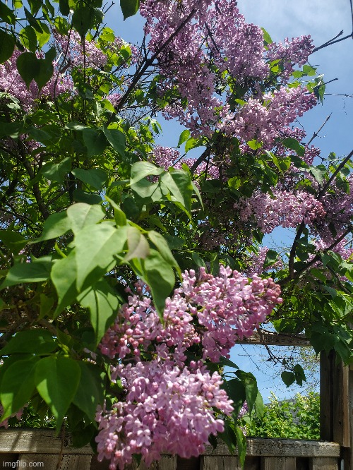 This was growing over an old fence in my backyard | image tagged in flowers,old,fence,photos | made w/ Imgflip meme maker