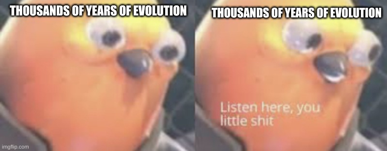 Listen here you little shit bird | THOUSANDS OF YEARS OF EVOLUTION THOUSANDS OF YEARS OF EVOLUTION | image tagged in listen here you little shit bird | made w/ Imgflip meme maker