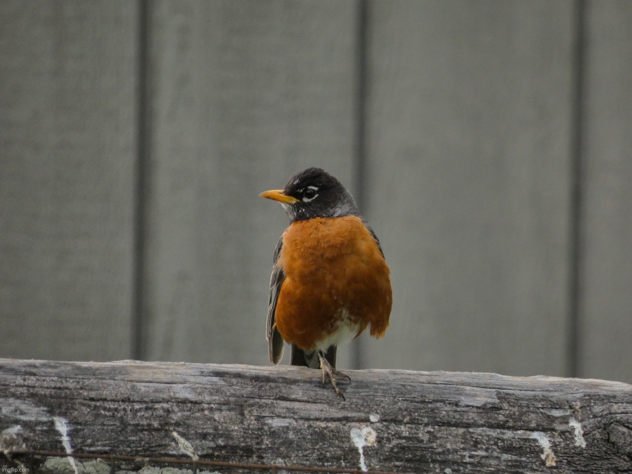 A robin perched on a fence today | image tagged in share your own photos | made w/ Imgflip meme maker