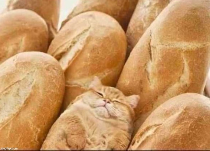 Camo cat loaf | image tagged in camo cat loaf | made w/ Imgflip meme maker