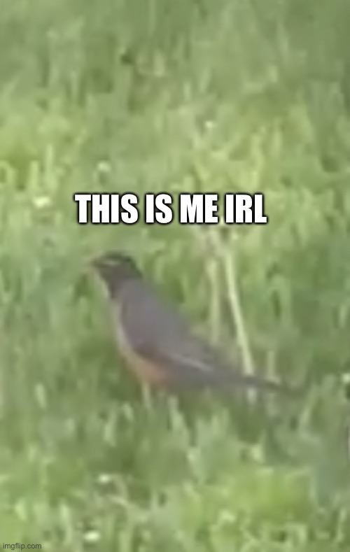 me is bird | THIS IS ME IRL | image tagged in berd,meme,funny,haha,weird | made w/ Imgflip meme maker