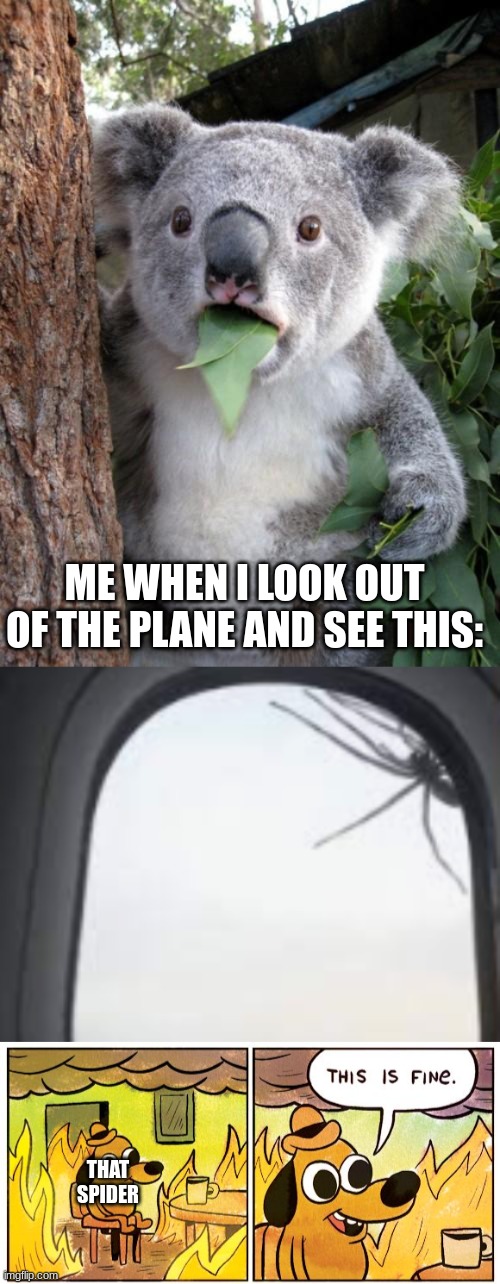 bro wtf | ME WHEN I LOOK OUT OF THE PLANE AND SEE THIS:; THAT SPIDER | image tagged in memes,surprised koala,this is fine,spider | made w/ Imgflip meme maker