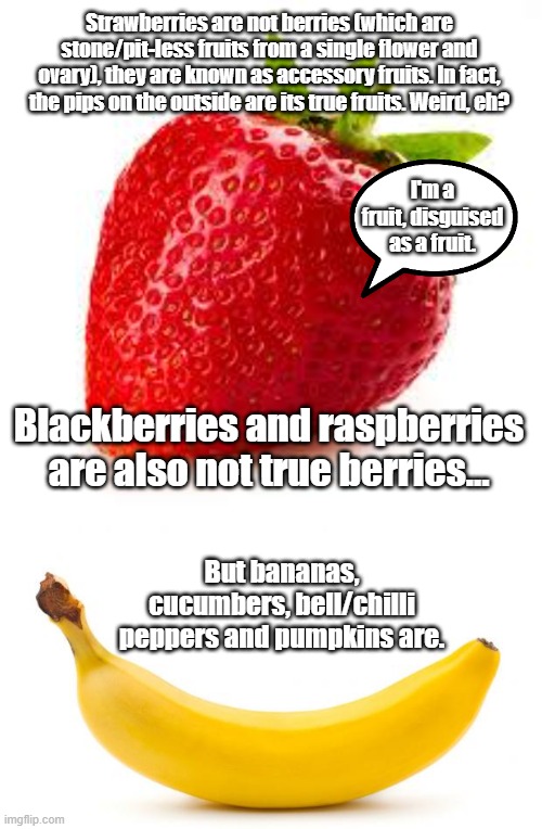 Some things are berry strange, but the latter may make you go bananas... | Strawberries are not berries (which are stone/pit-less fruits from a single flower and ovary), they are known as accessory fruits. In fact, the pips on the outside are its true fruits. Weird, eh? I'm a fruit, disguised as a fruit. Blackberries and raspberries are also not true berries... But bananas, cucumbers, bell/chilli peppers and pumpkins are. | image tagged in strawberry,banana,fruits,berries | made w/ Imgflip meme maker