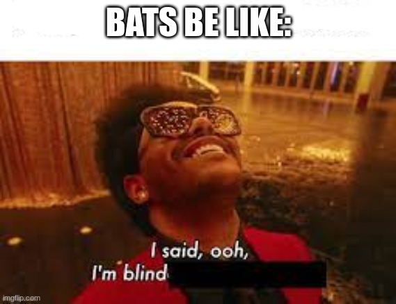 BATS BE LIKE: | image tagged in bats | made w/ Imgflip meme maker