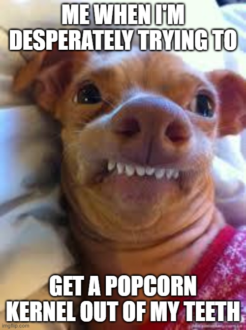 facts | ME WHEN I'M DESPERATELY TRYING TO; GET A POPCORN KERNEL OUT OF MY TEETH | image tagged in teeth dog | made w/ Imgflip meme maker