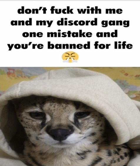 dont fuсk with me and my discord gang Blank Meme Template