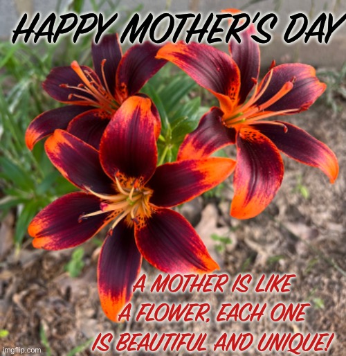 Mother’s Day Flower | HAPPY MOTHER’S DAY; A MOTHER IS LIKE A FLOWER, EACH ONE IS BEAUTIFUL AND UNIQUE! | image tagged in holiday,happy mother's day | made w/ Imgflip meme maker