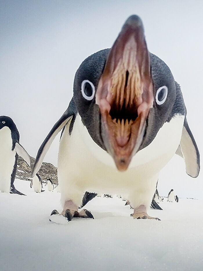 High Quality Penguin hungry Blank Meme Template