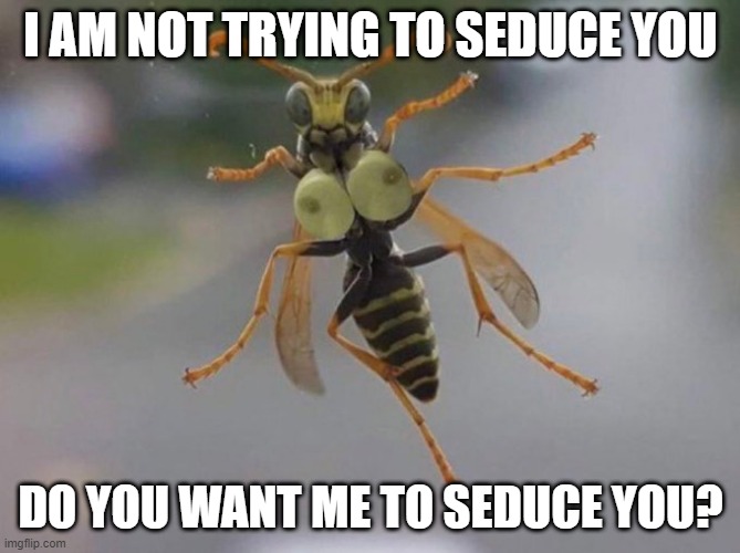 What the Bee? | I AM NOT TRYING TO SEDUCE YOU; DO YOU WANT ME TO SEDUCE YOU? | image tagged in sex jokes | made w/ Imgflip meme maker