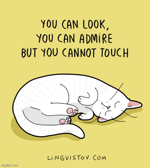 A Cat's Way Of Thinking | image tagged in memes,comics/cartoons,cats,look,don't,touch | made w/ Imgflip meme maker