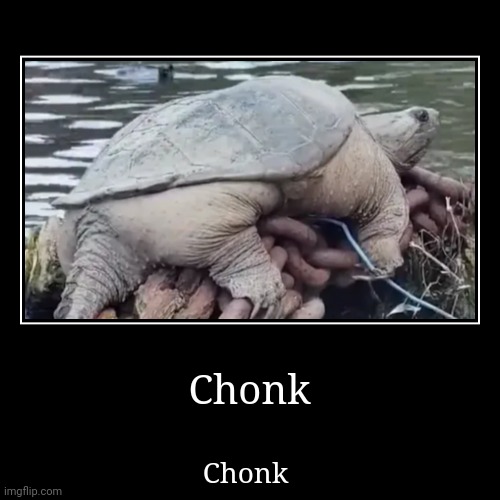 Chonk | Chonk | Chonk | image tagged in funny,demotivationals | made w/ Imgflip demotivational maker