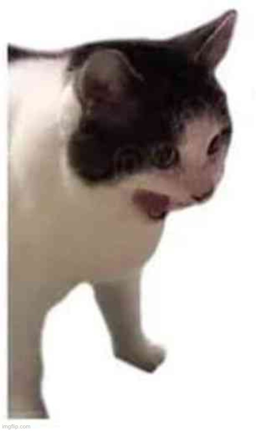 Cat scream | image tagged in cat scream | made w/ Imgflip meme maker