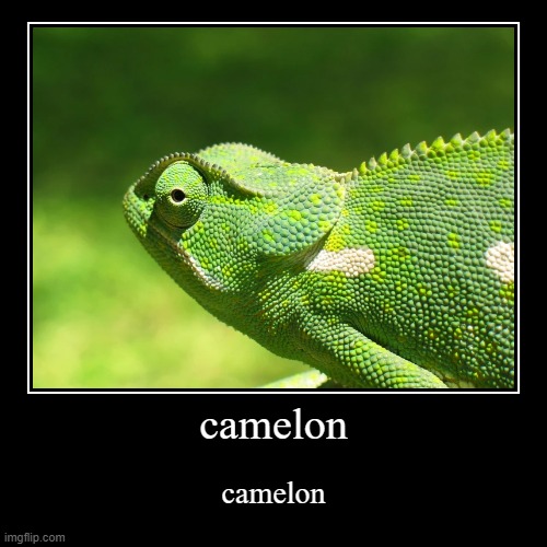 camelon | camelon | camelon | image tagged in funny,demotivationals | made w/ Imgflip demotivational maker