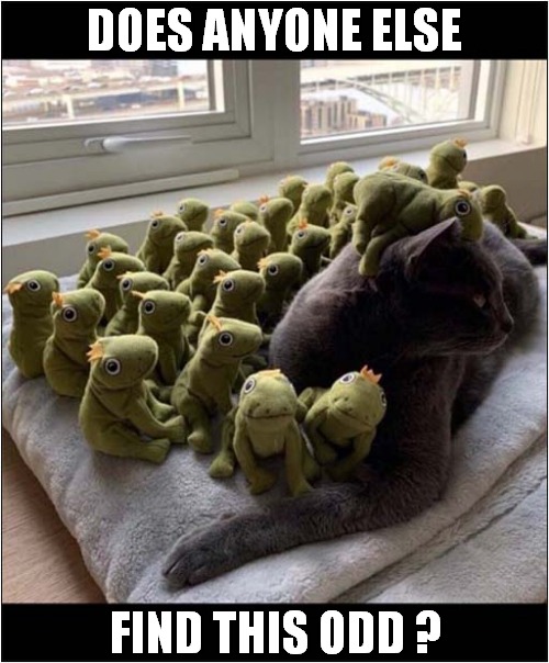 A Strange Picture ! | DOES ANYONE ELSE; FIND THIS ODD ? | image tagged in cats,cuddly toys,odd | made w/ Imgflip meme maker