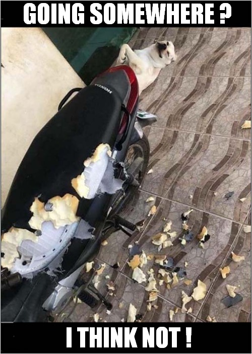 Dog Has No Regrets ! | GOING SOMEWHERE ? I THINK NOT ! | image tagged in dogs,destruction,motorcycle,no regrets | made w/ Imgflip meme maker
